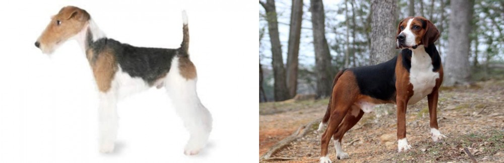 Hamiltonstovare vs Fox Terrier - Breed Comparison
