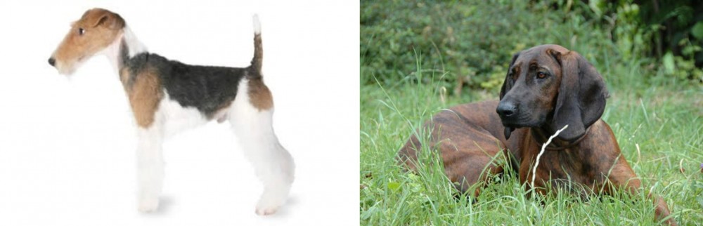 Hanover Hound vs Fox Terrier - Breed Comparison