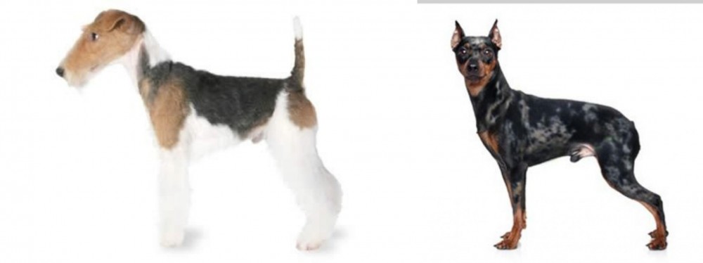 Harlequin Pinscher vs Fox Terrier - Breed Comparison