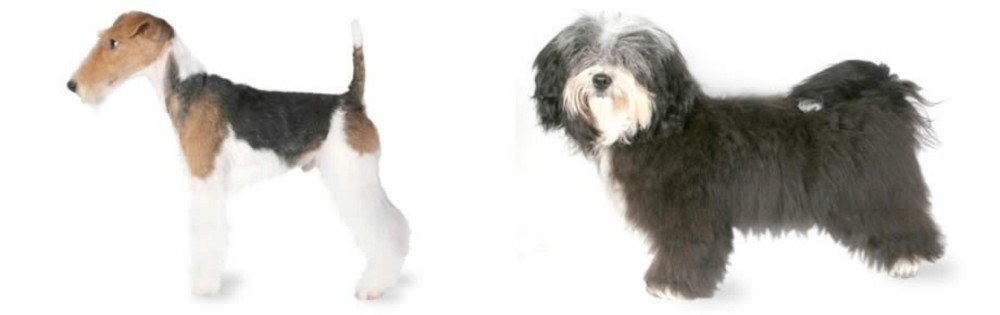 Havanese vs Fox Terrier - Breed Comparison