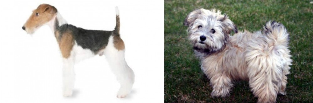 Havapoo vs Fox Terrier - Breed Comparison