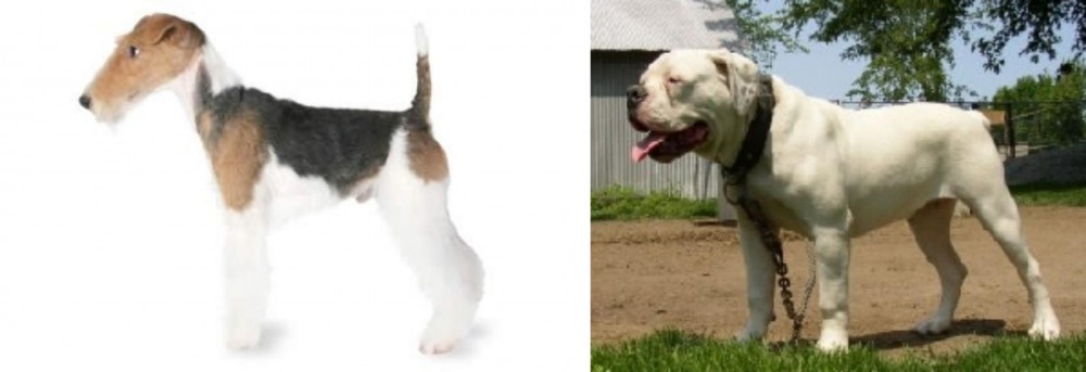 Hermes Bulldogge vs Fox Terrier - Breed Comparison