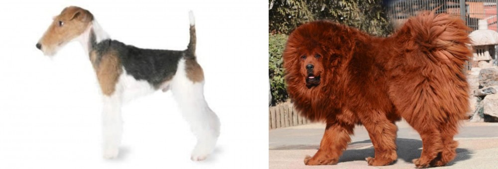 Himalayan Mastiff vs Fox Terrier - Breed Comparison