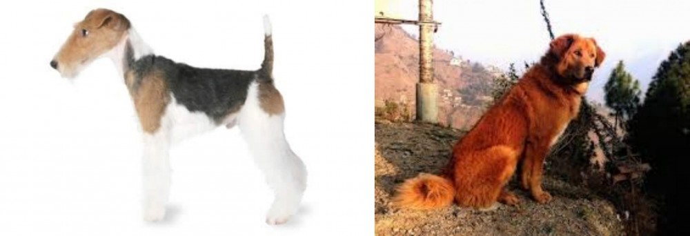 Himalayan Sheepdog vs Fox Terrier - Breed Comparison