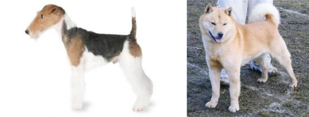 Hokkaido vs Fox Terrier - Breed Comparison