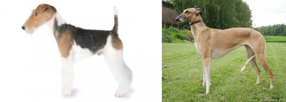 Hortaya Borzaya vs Fox Terrier - Breed Comparison