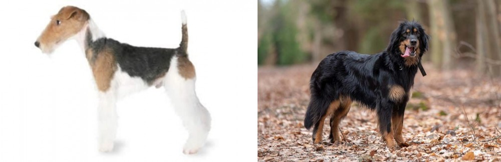 Hovawart vs Fox Terrier - Breed Comparison