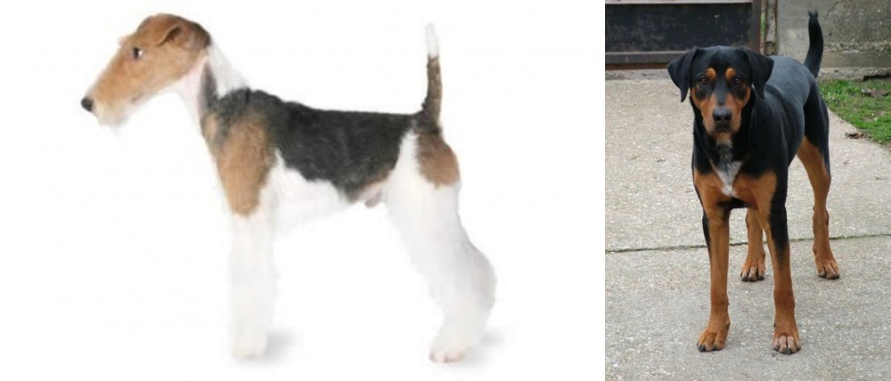 Hungarian Hound vs Fox Terrier - Breed Comparison