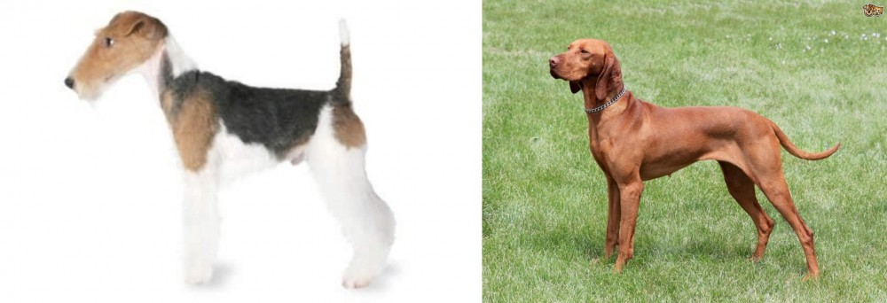 Hungarian Vizsla vs Fox Terrier - Breed Comparison