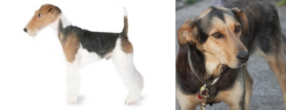 Huntaway vs Fox Terrier - Breed Comparison