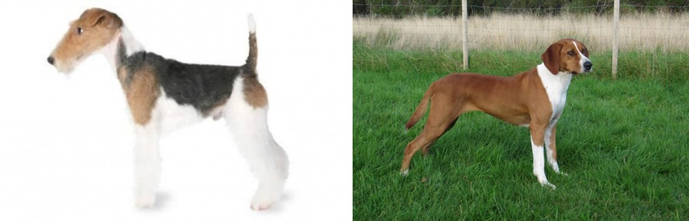 Hygenhund vs Fox Terrier - Breed Comparison