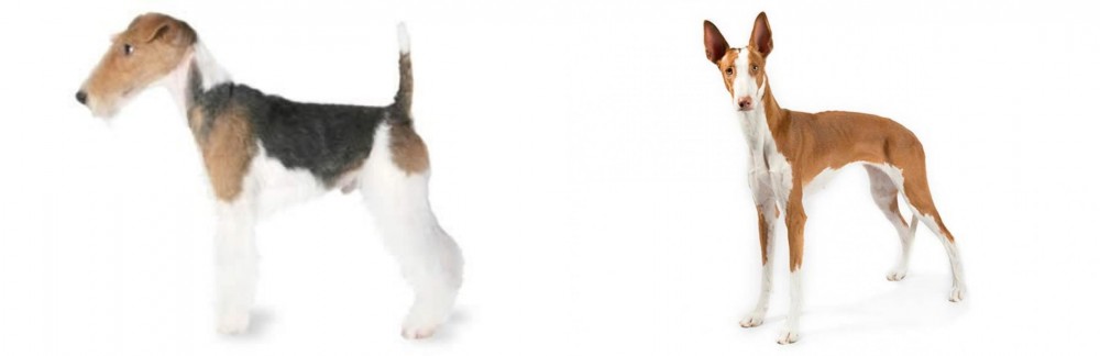 Ibizan Hound vs Fox Terrier - Breed Comparison