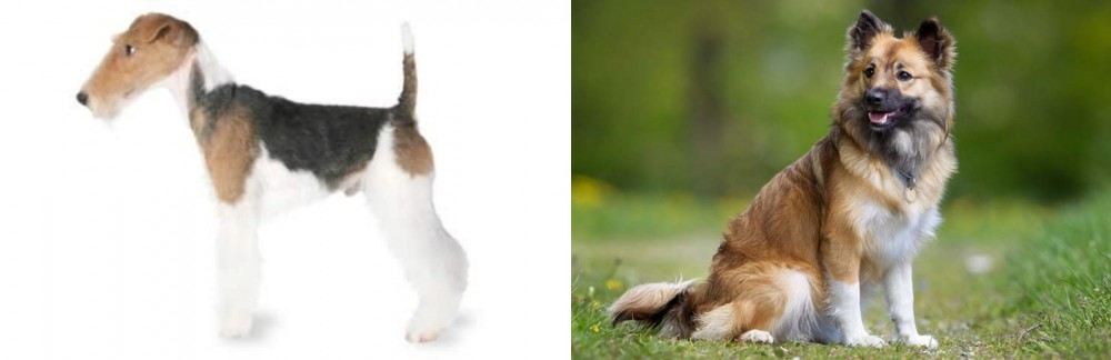 Icelandic Sheepdog vs Fox Terrier - Breed Comparison