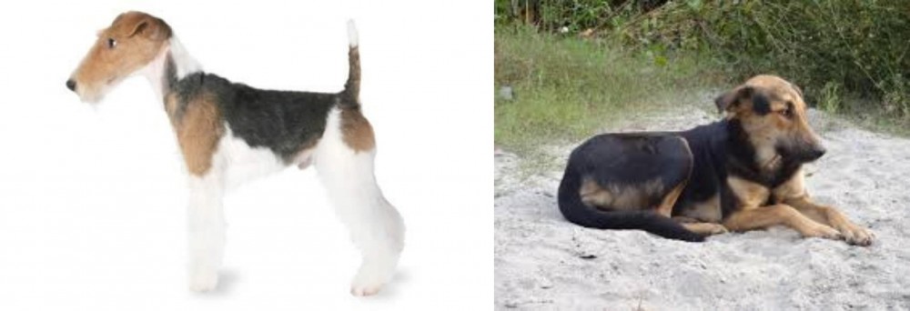 Indian Pariah Dog vs Fox Terrier - Breed Comparison