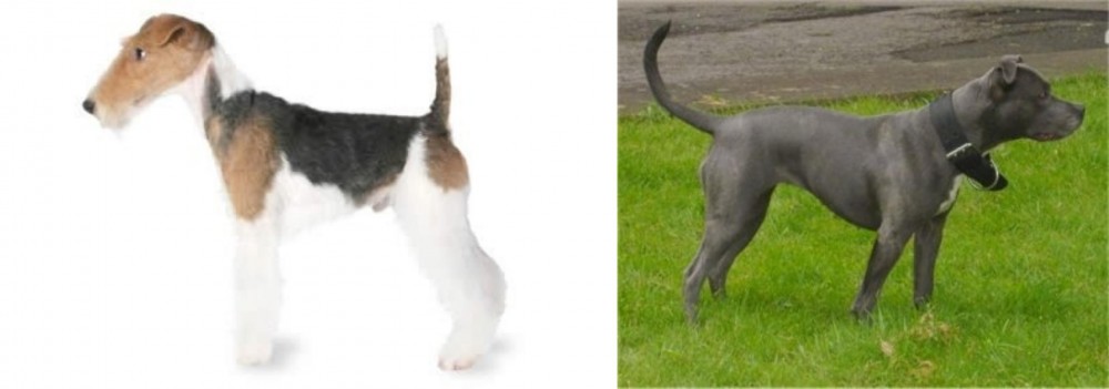 Irish Bull Terrier vs Fox Terrier - Breed Comparison