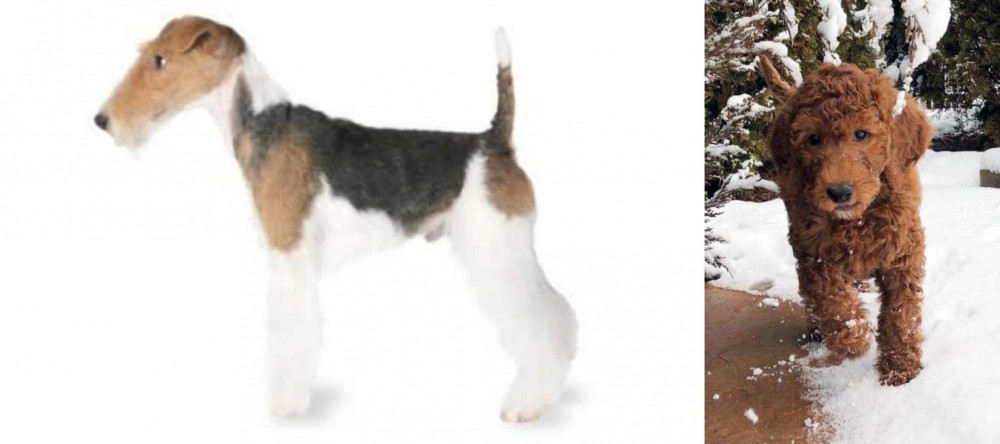 Irish Doodles vs Fox Terrier - Breed Comparison