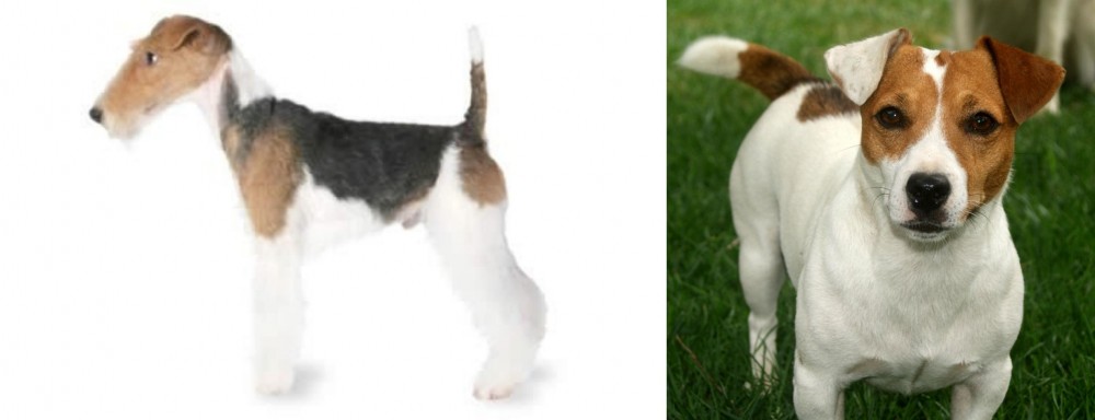 Irish Jack Russell vs Fox Terrier - Breed Comparison