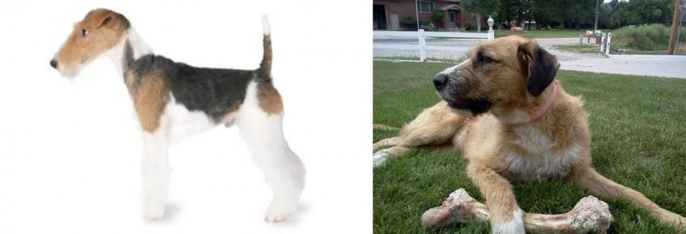 Irish Mastiff Hound vs Fox Terrier - Breed Comparison