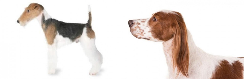 Irish Red and White Setter vs Fox Terrier - Breed Comparison