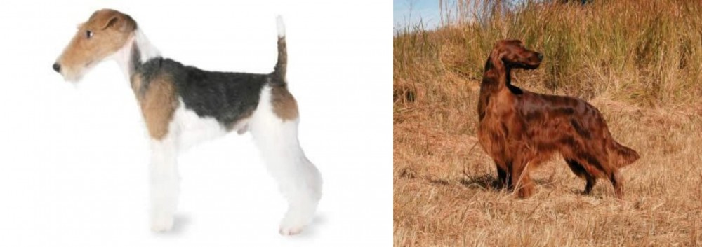 Irish Setter vs Fox Terrier - Breed Comparison