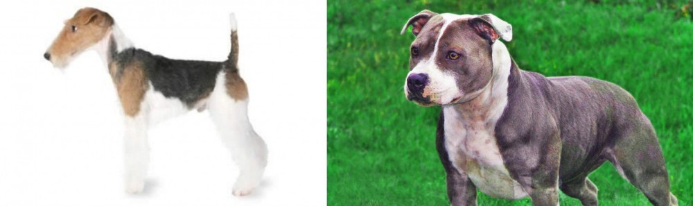 Irish Staffordshire Bull Terrier vs Fox Terrier - Breed Comparison