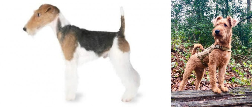 Irish Terrier vs Fox Terrier - Breed Comparison