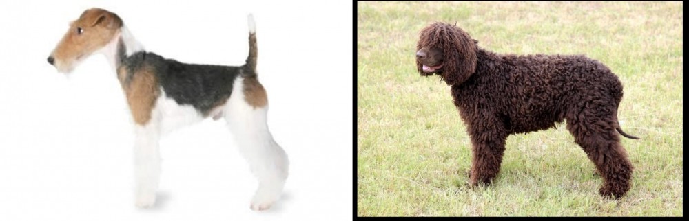 Irish Water Spaniel vs Fox Terrier - Breed Comparison
