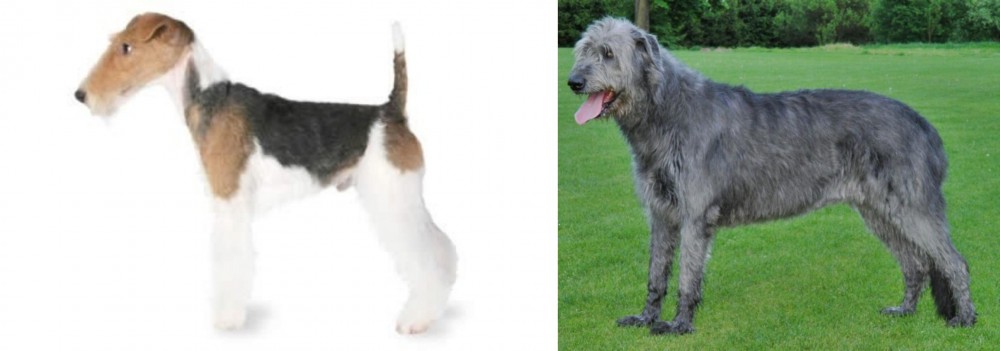 Irish Wolfhound vs Fox Terrier - Breed Comparison