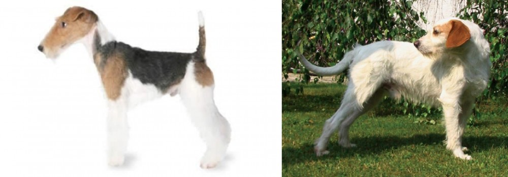 Istarski Ostrodlaki Gonic vs Fox Terrier - Breed Comparison