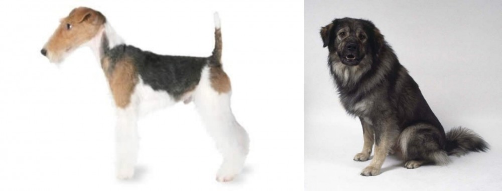 Istrian Sheepdog vs Fox Terrier - Breed Comparison