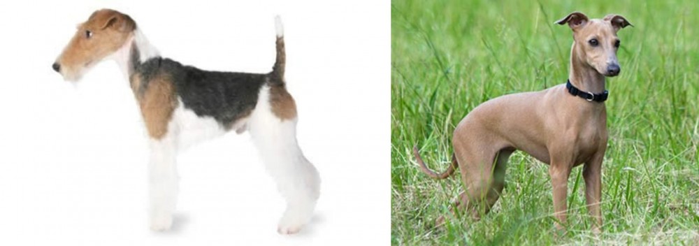 Italian Greyhound vs Fox Terrier - Breed Comparison