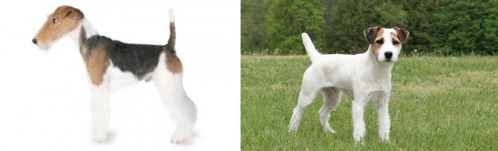 Jack Russell Terrier vs Fox Terrier - Breed Comparison