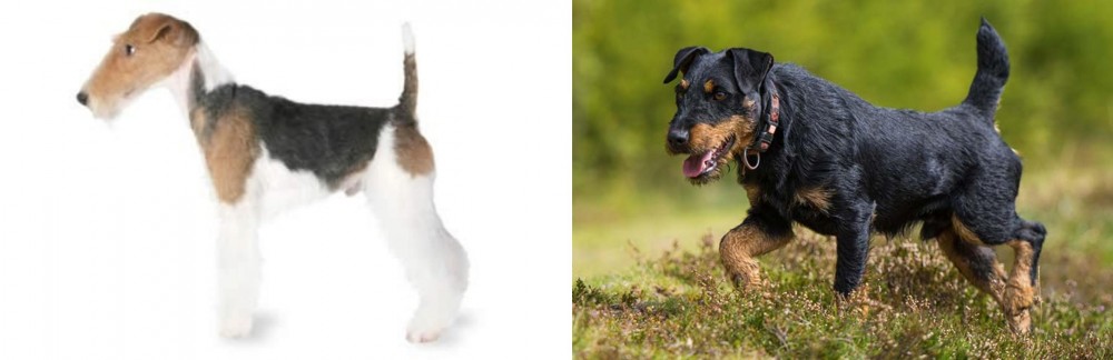 Jagdterrier vs Fox Terrier - Breed Comparison