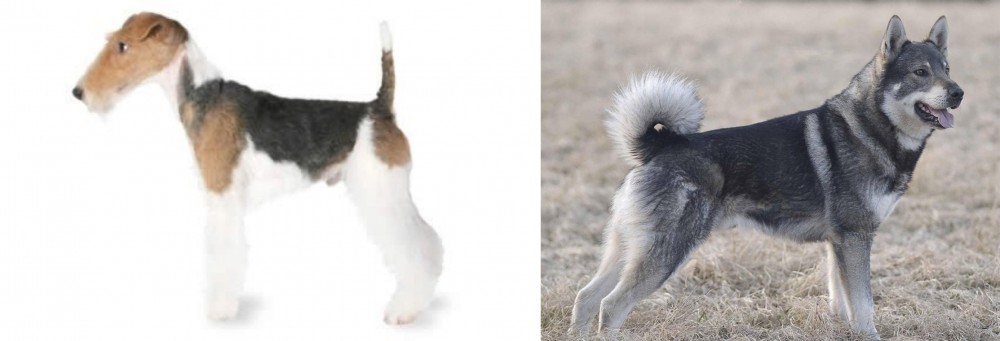 Jamthund vs Fox Terrier - Breed Comparison
