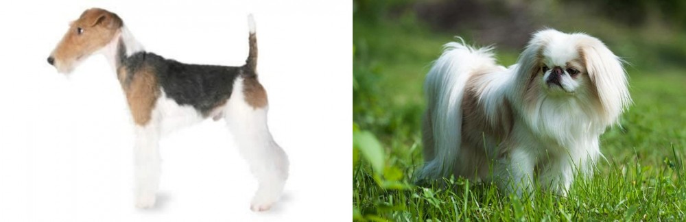 Japanese Chin vs Fox Terrier - Breed Comparison