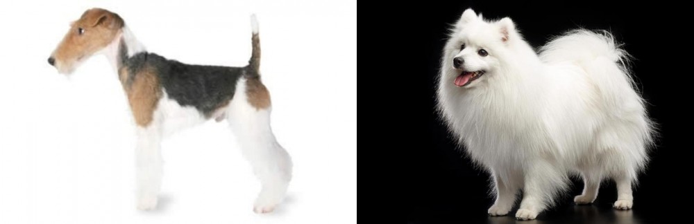 Japanese Spitz vs Fox Terrier - Breed Comparison