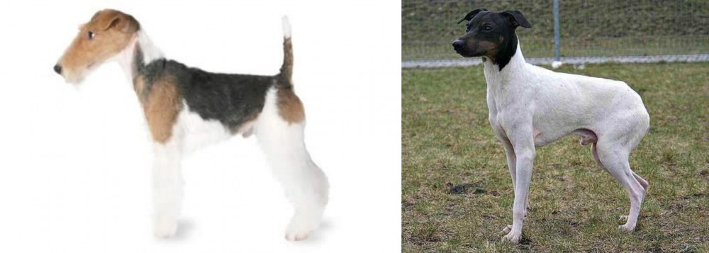 Japanese Terrier vs Fox Terrier - Breed Comparison