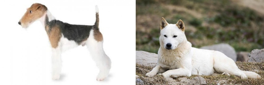 Jindo vs Fox Terrier - Breed Comparison