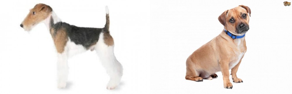 Jug vs Fox Terrier - Breed Comparison