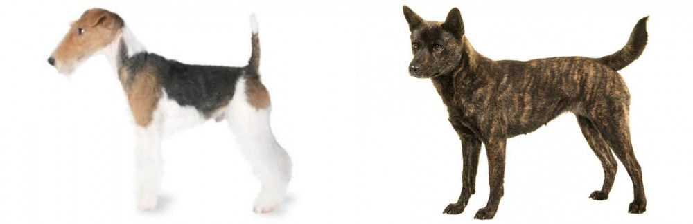 Kai Ken vs Fox Terrier - Breed Comparison