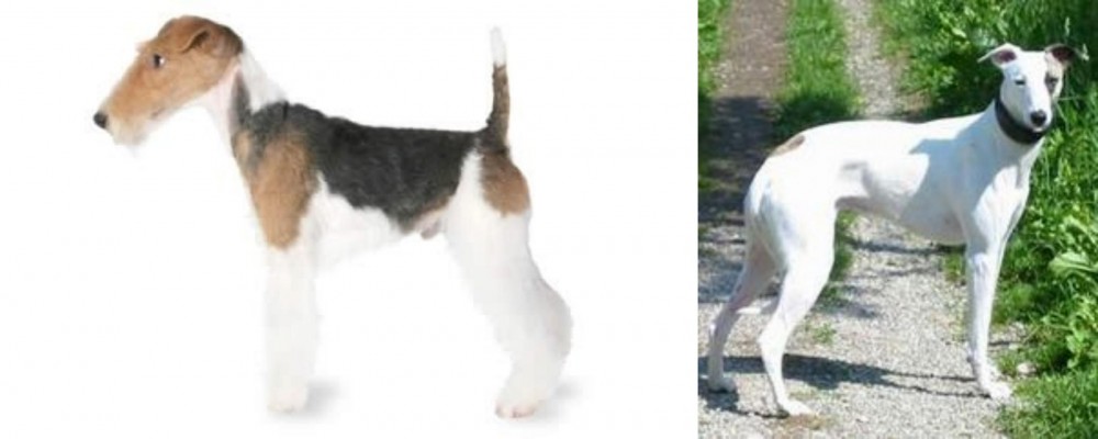 Kaikadi vs Fox Terrier - Breed Comparison