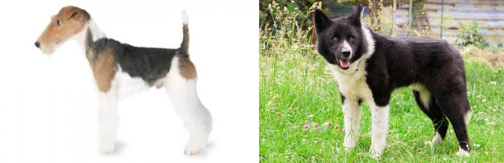 Karelian Bear Dog vs Fox Terrier - Breed Comparison