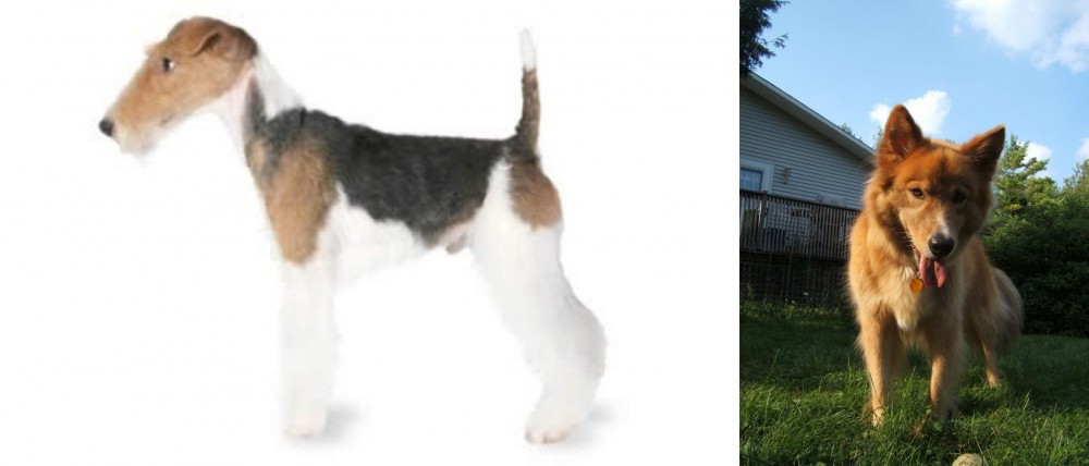 Karelo-Finnish Laika vs Fox Terrier - Breed Comparison