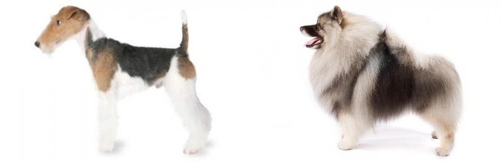 Keeshond vs Fox Terrier - Breed Comparison