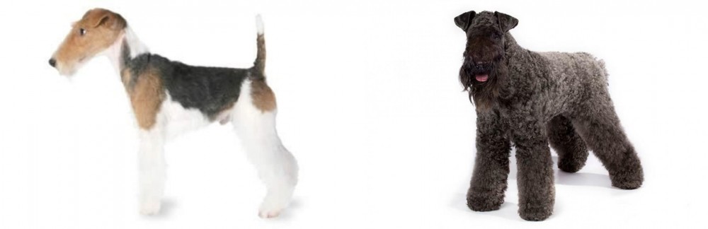 Kerry Blue Terrier vs Fox Terrier - Breed Comparison