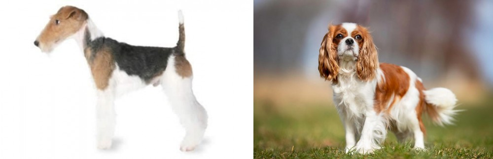King Charles Spaniel vs Fox Terrier - Breed Comparison