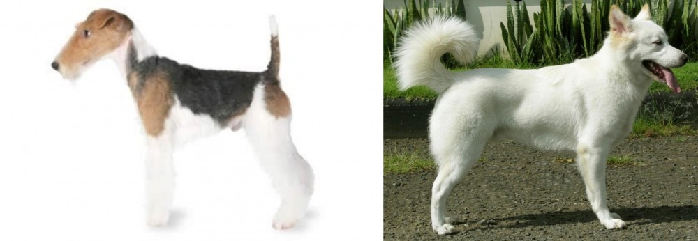 Kintamani vs Fox Terrier - Breed Comparison