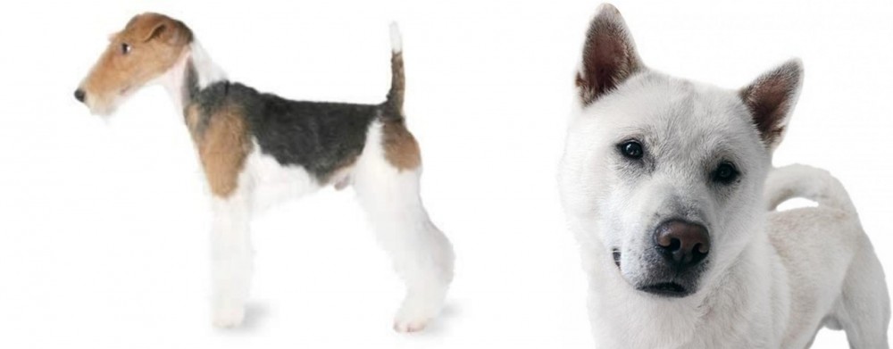 Kishu vs Fox Terrier - Breed Comparison