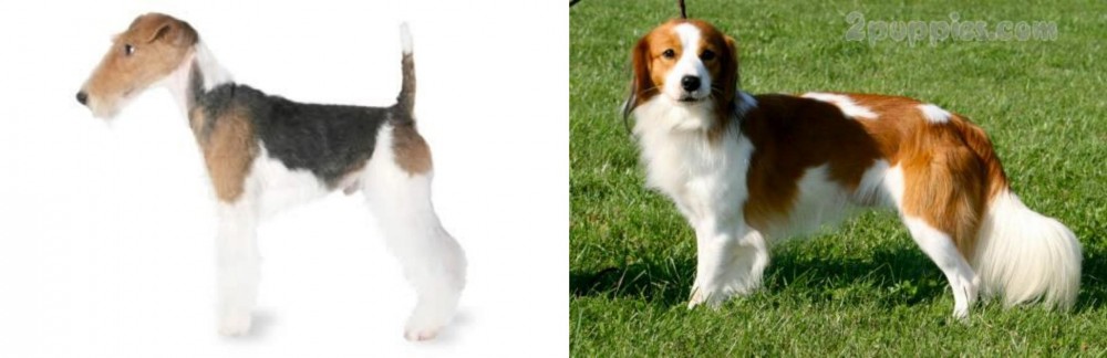 Kooikerhondje vs Fox Terrier - Breed Comparison