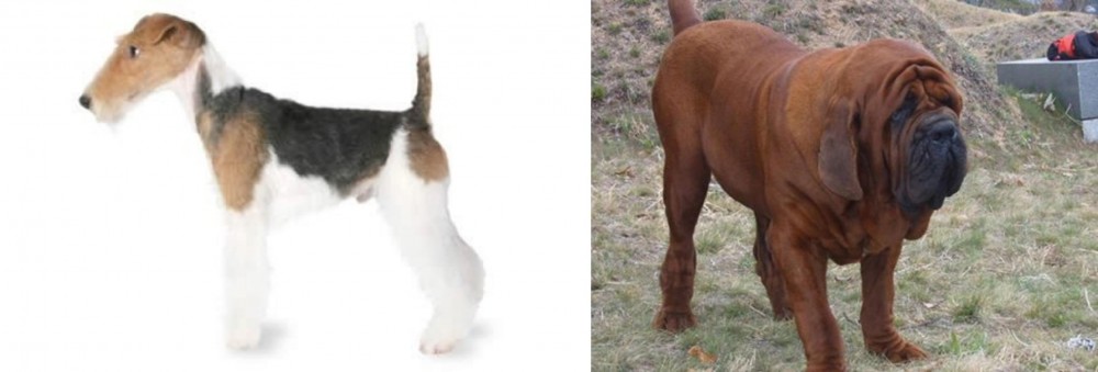 Korean Mastiff vs Fox Terrier - Breed Comparison